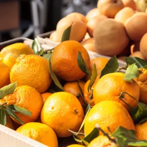 Satsuma Citrus Tree - 2-3 Feet in 1 Gallon Container - Easy to Grow