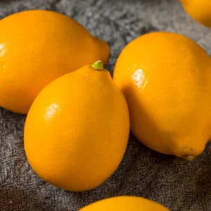 Meyer Lemon Bush - 1-2 Foot Plant in Gallon Pot - No Ship to CA, HI, GU, PR, AK