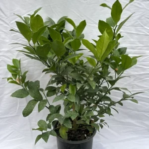 Meyer Lemon Bush - 1-2 Foot Plant in Gallon Pot - No Ship to CA, HI, GU, PR, AK