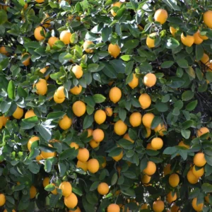 Meyer Lemon Bush - 1-2 Foot Plant in Gallon Pot - No Ship to CA, HI, GU, PR, AK
