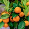 Calamondin Bush Plant 2-3' Tall - Gallon Pot - Not Shipped to CA, HI, GU, PR, AK