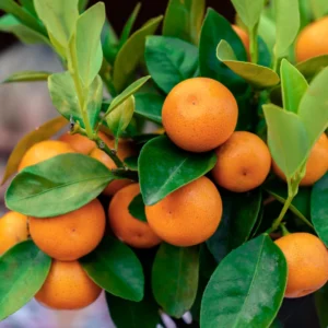 Calamondin Bush Plant 2-3' Tall - Gallon Pot - Not Shipped to CA, HI, GU, PR, AK