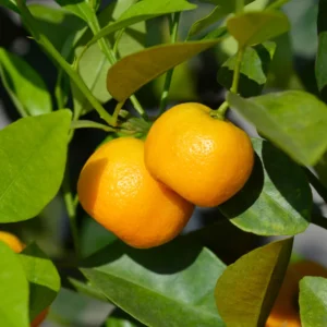 Calamondin Bush Plant 2-3' Tall - Gallon Pot - Not Shipped to CA, HI, GU, PR, AK