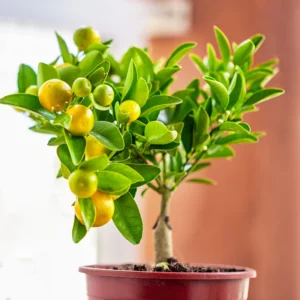 Calamondin Bush Plant 2-3' Tall - Gallon Pot - Not Shipped to CA, HI, GU, PR, AK