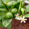 Key Lime Bush Plant 1-2 Ft - Gallon Pot - Citrus Tree