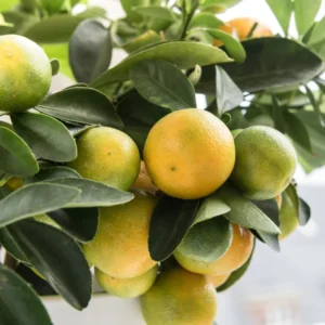 Calamondin Bush Plant 2-3' Tall - Gallon Pot - Not Shipped to CA, HI, GU, PR, AK