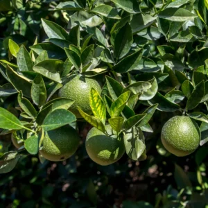 Key Lime Bush Plant 1-2 Ft - Gallon Pot - Citrus Tree