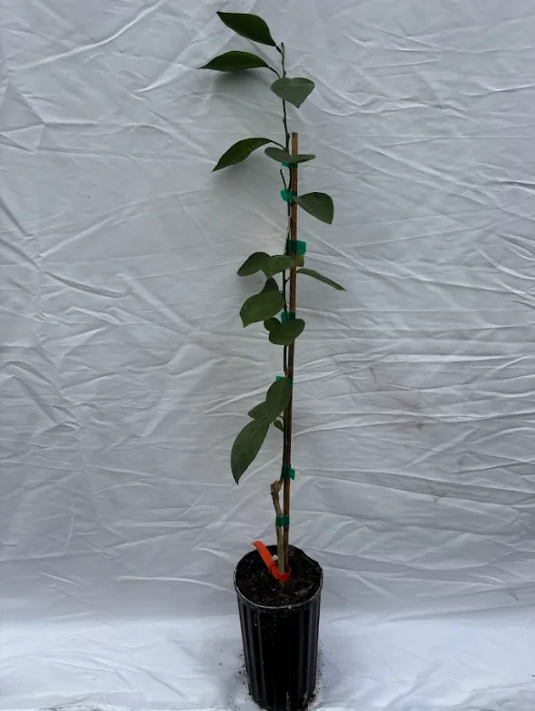 Hamlin Orange Tree 1-2 Ft in Gallon Pot - Not for CA, HI, GU, PR, AK