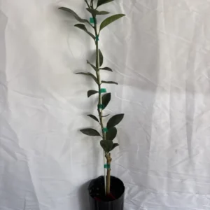 Blood Orange Tree - 1-2 Ft in Gallon Pot Fruit Tree