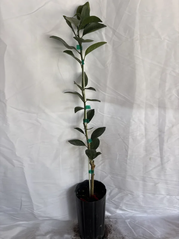 Blood Orange Tree - 1-2 Ft in Gallon Pot Fruit Tree