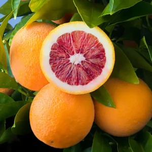 Blood Orange Tree - 1-2 Ft in Gallon Pot Fruit Tree