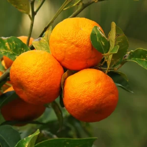 Hamlin Orange Tree 1-2 Ft in Gallon Pot - Not for CA, HI, GU, PR, AK