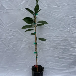 Valencia Orange Tree - 1-2 Ft Tall, Gallon Pot, Citrus Tree