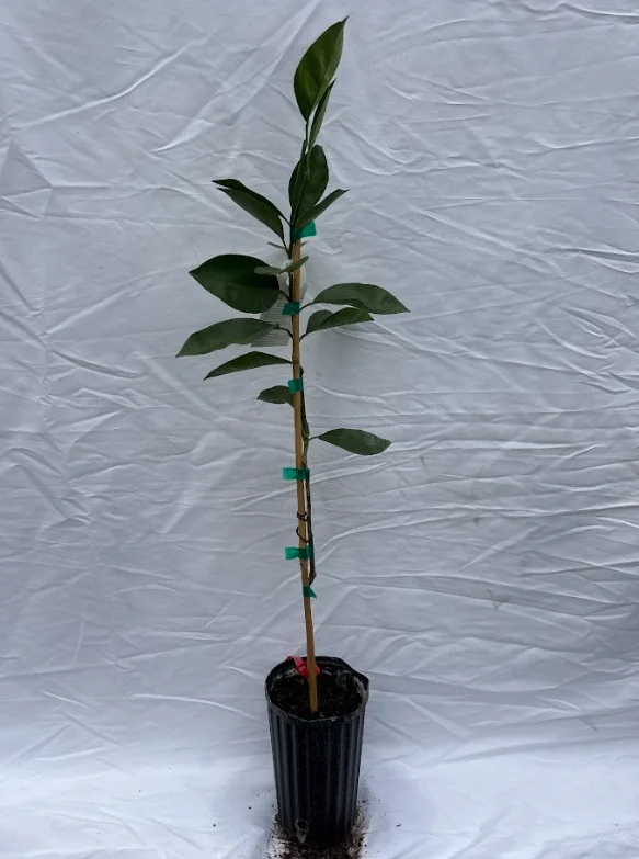 Valencia Orange Tree - 1-2 Ft Tall, Gallon Pot, Citrus Tree