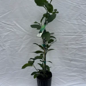 Persian Lime Tree - 1-2 Ft Potted Citrus Tree - No CA/HI/GU/PR/AK