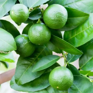 Persian Lime Tree - 1-2 Ft Potted Citrus Tree - No CA/HI/GU/PR/AK