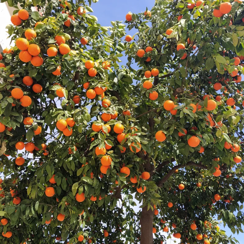 Pineapple Orange Tree - 1-2 Ft Live Plant in Gallon Pot