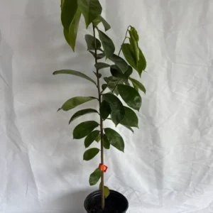 Soursop Fruit Tree - 1-2 Ft Live Plant in Gallon Pot Tropical Fruit