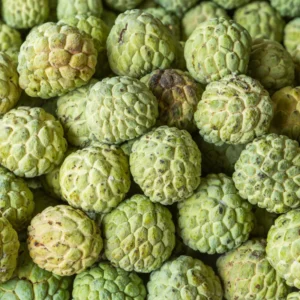 Sugar Apple Tree - Custard Apple Tree Plant in 1 Gallon Pot