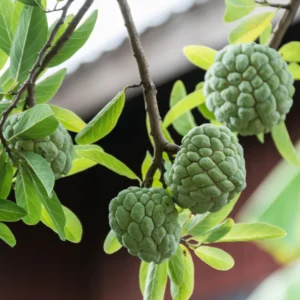 Sugar Apple Tree - Custard Apple Tree Plant in 1 Gallon Pot
