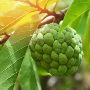 Sugar Apple Tree - Custard Apple Tree Plant in 1 Gallon Pot