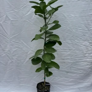 Ponderosa Lemon Tree Grafted - 1 Gallon Pot - Citrus Fruit Tree