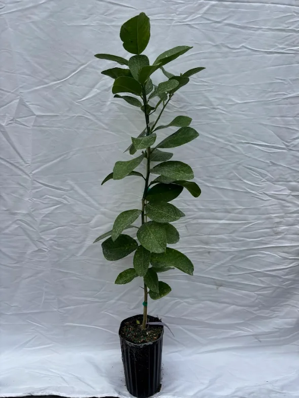 Ponderosa Lemon Tree Grafted - 1 Gallon Pot - Citrus Fruit Tree