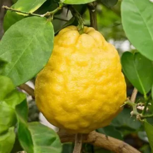 Ponderosa Lemon Tree Grafted - 1 Gallon Pot - Citrus Fruit Tree