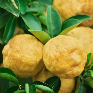 Ponderosa Lemon Tree Grafted - 1 Gallon Pot - Citrus Fruit Tree