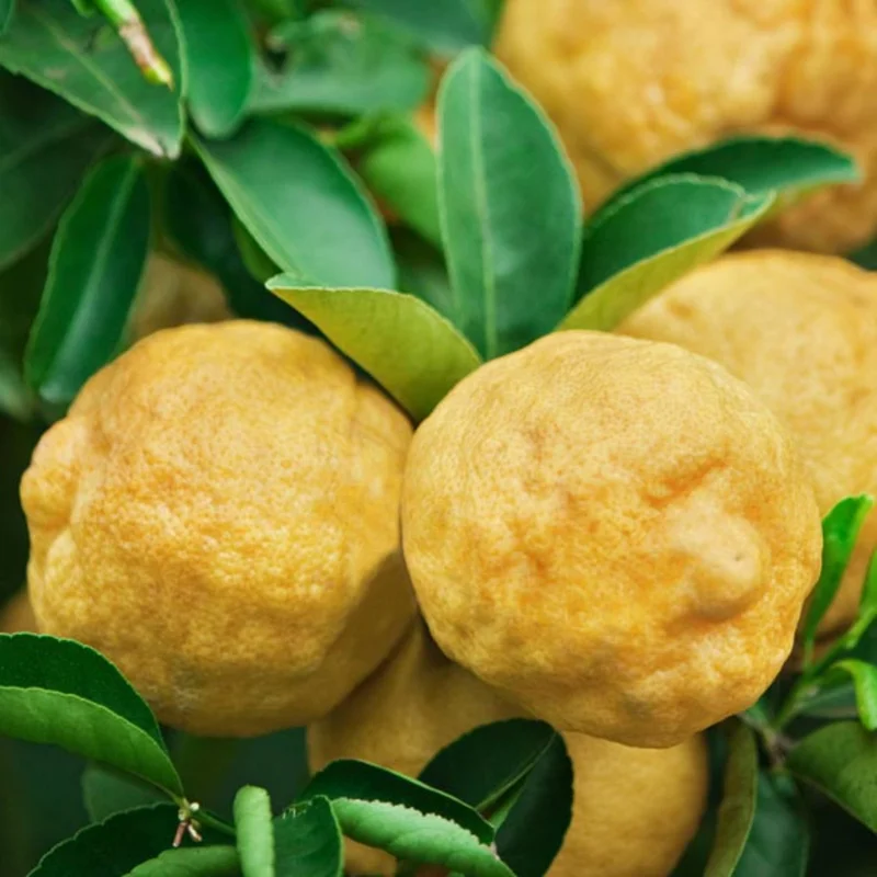 Ponderosa Lemon Tree Grafted - 1 Gallon Pot - Citrus Fruit Tree