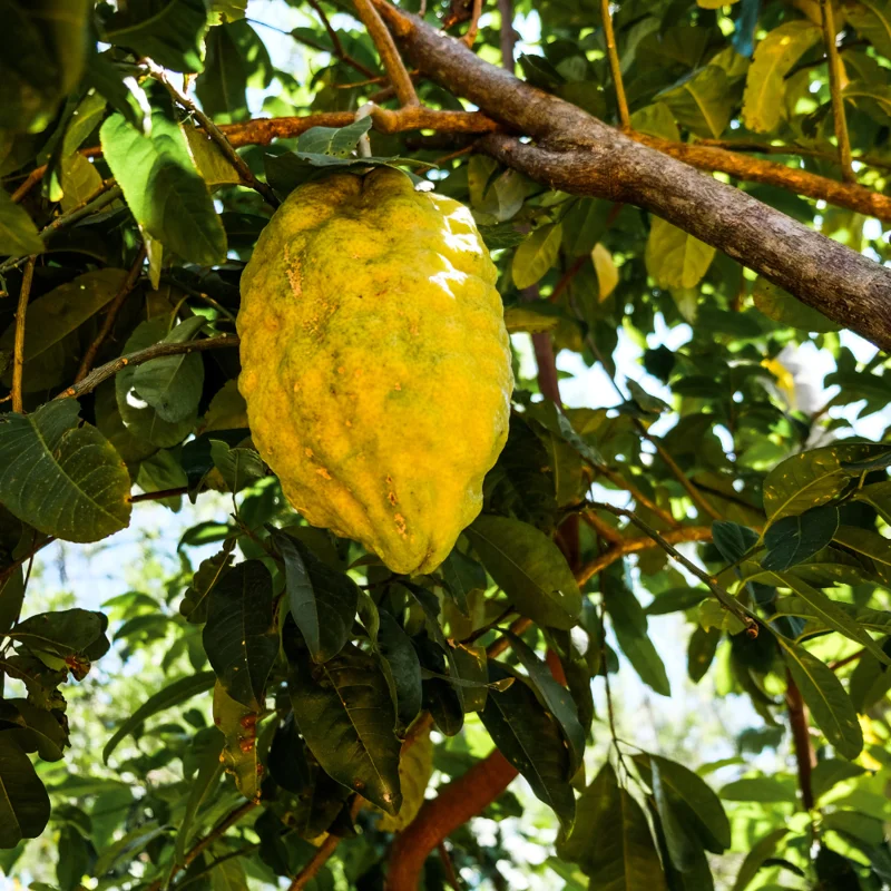 Ponderosa Lemon Tree Grafted - 1 Gallon Pot - Citrus Fruit Tree