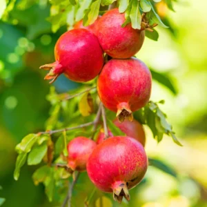 Pomegranate Fruit Tree 3 Gallon Pot - Grow Your Own Fruit