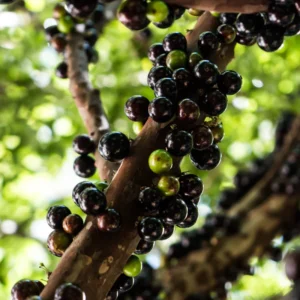 Jaboticaba Fruit Tree - 1-2 Ft Tall - Potted Fruit Tree