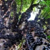 Jaboticaba Fruit Tree - 1-2 Ft Tall - Potted Fruit Tree