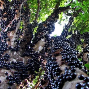 Jaboticaba Fruit Tree - 1-2 Ft Tall - Potted Fruit Tree