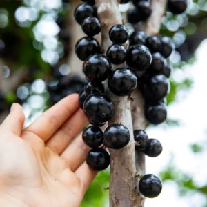 Jaboticaba Fruit Tree - 1-2 Ft Tall - Potted Fruit Tree