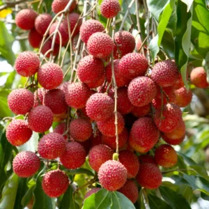 Lychee Tree - Fruiting Tree - 2-3 Ft Tall - 3 Gallon Pot Size