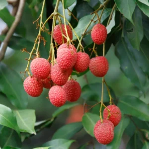 Lychee Tree - Fruiting Tree - 2-3 Ft Tall - 3 Gallon Pot Size