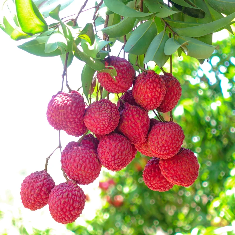 Lychee Tree - Fruiting Tree - 2-3 Ft Tall - 3 Gallon Pot Size