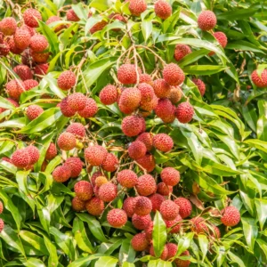 Lychee Tree - Fruiting Tree - 2-3 Ft Tall - 3 Gallon Pot Size