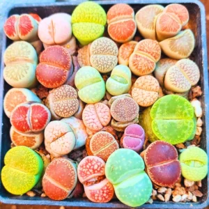 Lithops Live Plants - Multicolor Succulents - Ready for Planting - Assorted