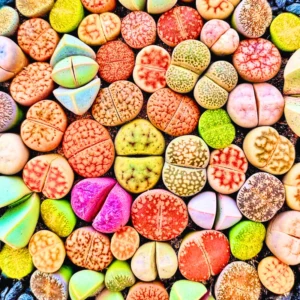 Lithops Live Plants - Multicolor Succulents - Ready for Planting - Assorted