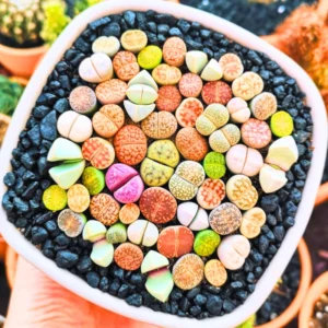 Lithops Live Plants - Multicolor Succulents - Ready for Planting - Assorted