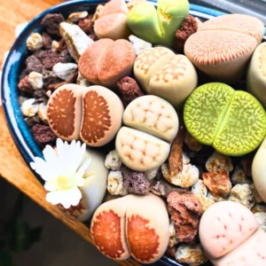 Lithops Live Plants - Multicolor Succulents - Ready for Planting - Assorted