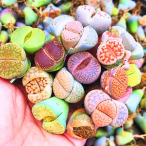 Lithops Live Plants - Multicolor Succulents - Ready for Planting - Assorted