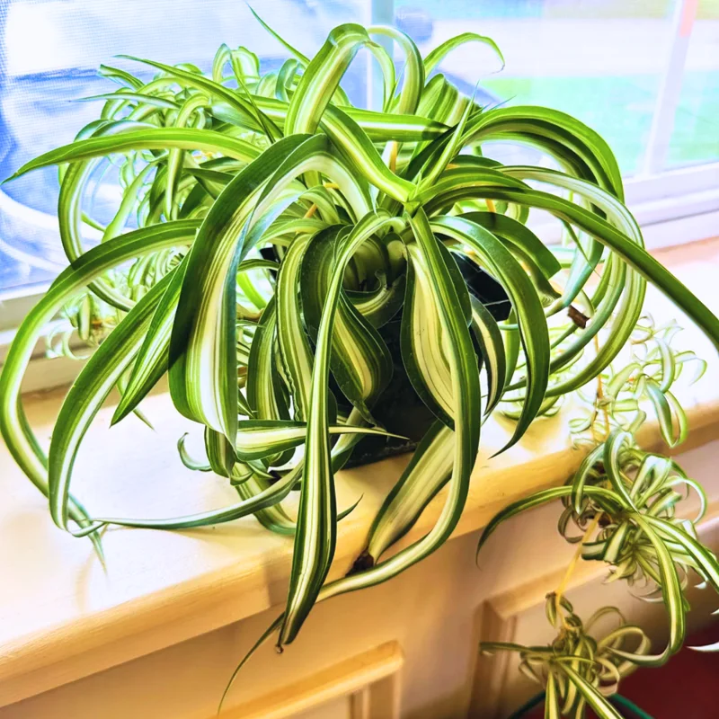 Spider Plant Live Indoor Houseplant - 4 Inch Potted Easy Care