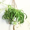 Spider Plant Live Indoor Houseplant - 4 Inch Potted Easy Care