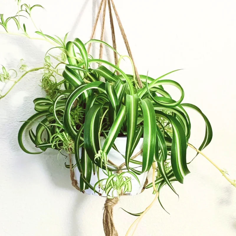 Spider Plant Live Indoor Houseplant - 4 Inch Potted Easy Care