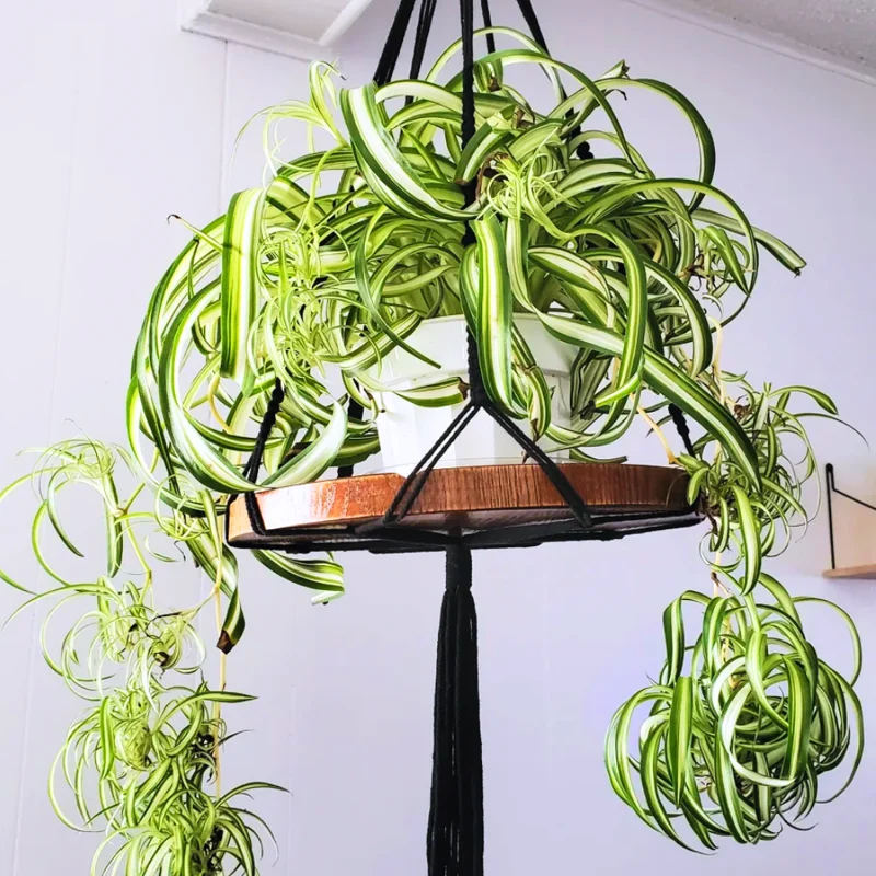 Spider Plant Live Indoor Houseplant - 4 Inch Potted Easy Care