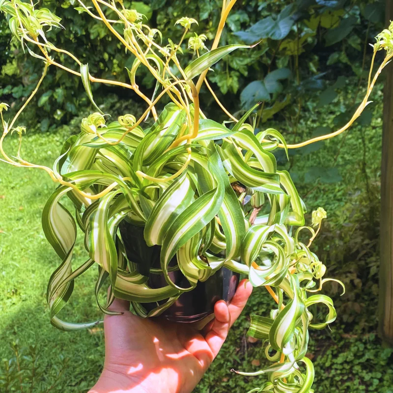 Spider Plant Live Indoor Houseplant - 4 Inch Potted Easy Care